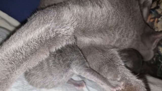 Роды РУССКОЙ ГОЛУБОЙ кошки -Childbirth of the Russian Blue Cat- Geburt der RUSSISCH BLAU Katze смотреть онлайн