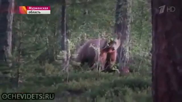 ТУРИСТЫ ПРОГНАЛИ МЕДВЕДЯ,ПЕСНЕЙ!!!!! смотреть онлайн