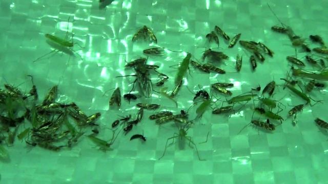 Каштановая моль и клопы летят на свет, г.Киев, Entomologist in Ukraine смотреть онлайн