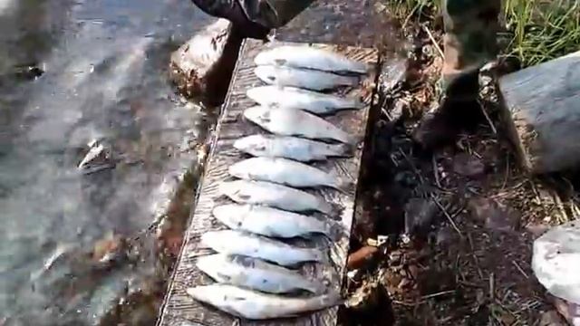 На рыбалке в Перевозном смотреть онлайн