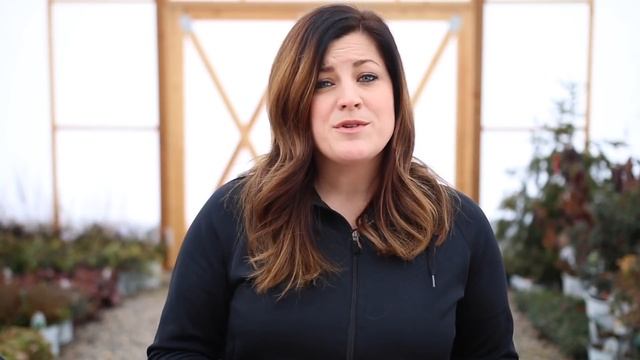 Succulent Tips for Beginners // Garden Answer смотреть онлайн