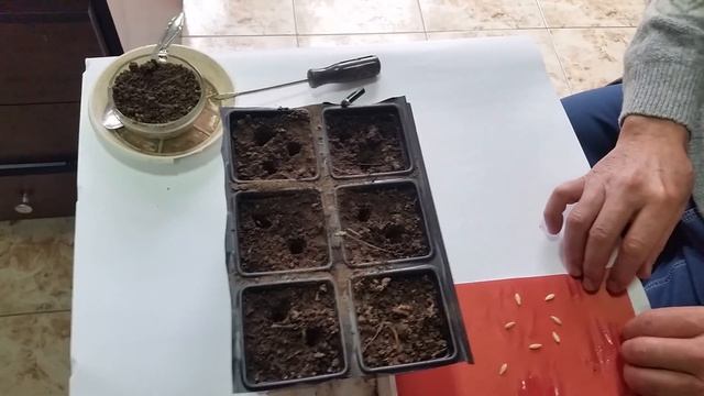 Рътене и Засяване на семена от Краставици и Тиквички в тарелка. смотреть онлайн