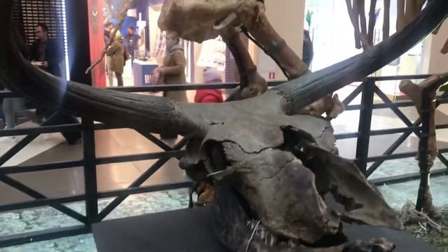 Бесплатная Выставка в Галерее 🔥 Миллион лет до н.э. смотреть онлайн