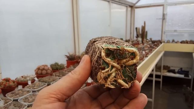 Корни кактуса Copiapoa смотреть онлайн