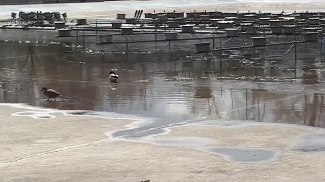 Утки ходят смотреть онлайн