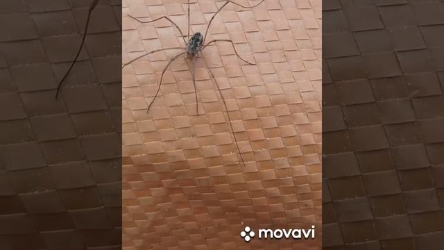 паук косиножка смотреть онлайн