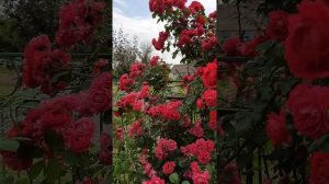 РОЗА СИМПАТИ и её магия цветения / rose Sympathie / ROZI MIRA