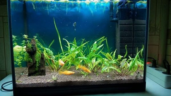 В маленьком аквариуме тоже обновление #nik_72