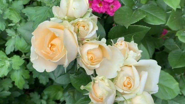 Розы Пич Аваланж, Динки, Аспирин, Нью Доун и другие, прогулка по саду ??♀️???♀️???♀️ смотреть онлайн