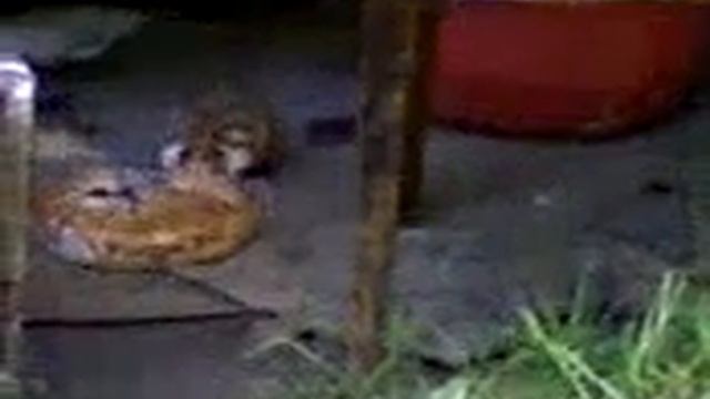 У меня хомяк на даче смотреть онлайн