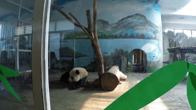 #Цзинань. #Китай. #Part 3. Ленивая панда смотреть онлайн