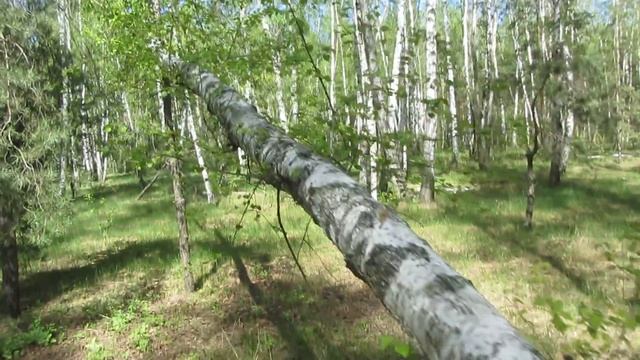 Чудо- берёза*байки грибника* смотреть онлайн