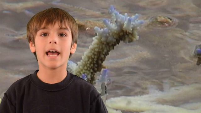 CORAL REEF SAVERS смотреть онлайн