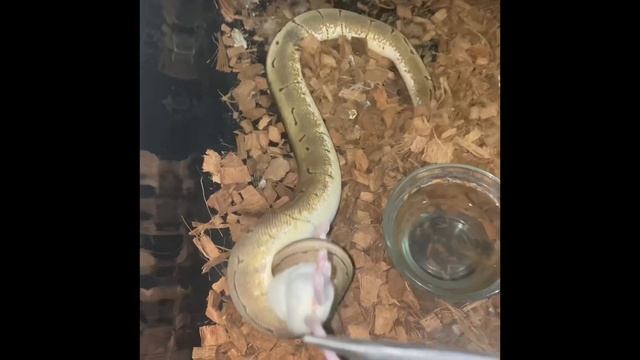 Ball Python ? Warning ⛔️ Live feed смотреть онлайн