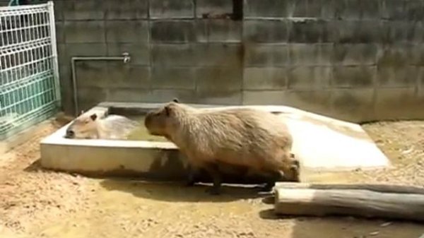Capybara Mating