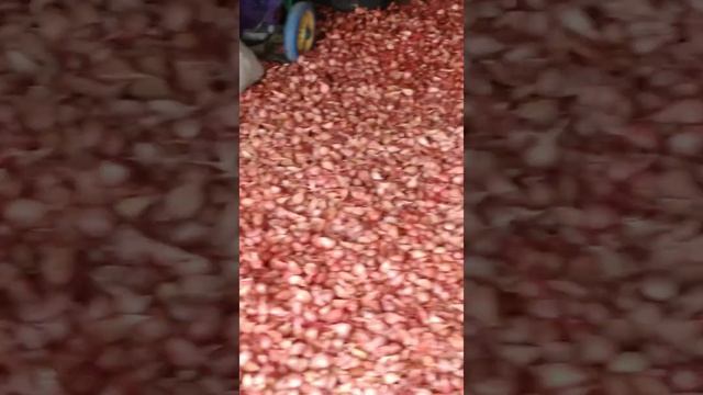 Закупили 700 кг чеснока на посадку. Обзор