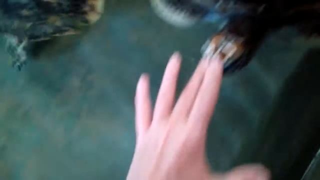 Черепаха может укусить смотреть онлайн