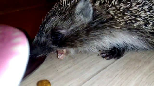 Ежик жрет смотреть онлайн