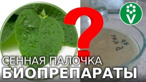 ОТВЕТЫ НА ВАШИ ВОПРОСЫ ОБ ИСПОЛЬЗОВАНИИ СЕННОЙ ПАЛОЧКИ