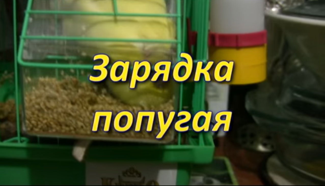 Зарядка попугая смотреть онлайн