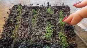 Белая плесень на лобелии-эффективный метод борьбы.