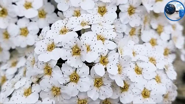 очень красивые цветы музыка для души релакс смотреть онлайн