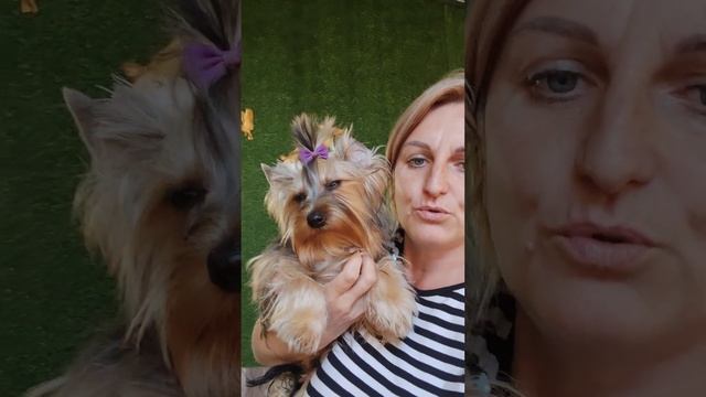 Шикарный малыш Тедди, в поиске ответственных владельцев Доставка возможна+79788972514 смотреть онлайн