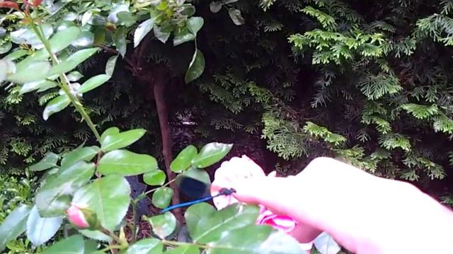 Ты откуда, стрекоза? dragonfly смотреть онлайн