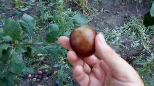 Слива Кабардинская