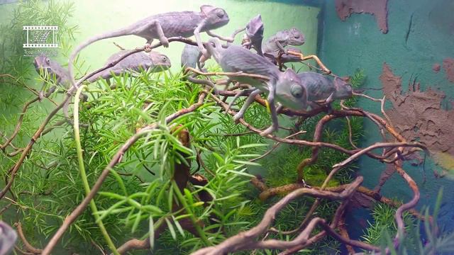 Veiled chameleon BABYs 8 WEEKS OLD - Jemenchamäleon Babys 8 Wochen alt - Chamaeleo calyptratus смотреть онлайн