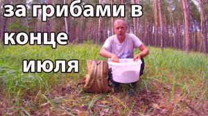 Сбор грибов в конце июля