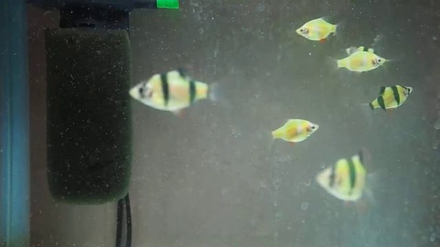 Барбусы GloFish зеленые смотреть онлайн