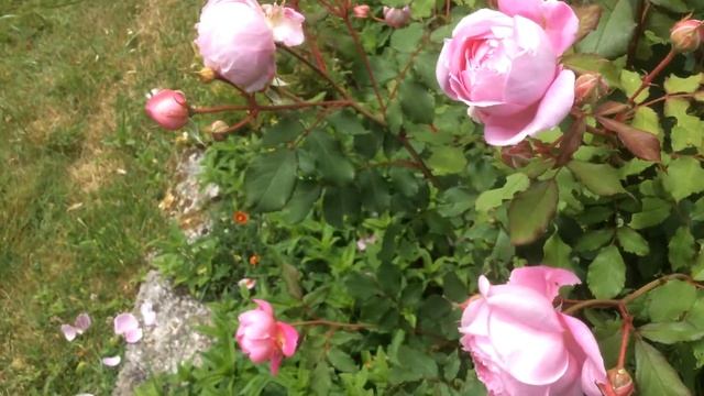Rose 'Alan Titchmarsh' смотреть онлайн