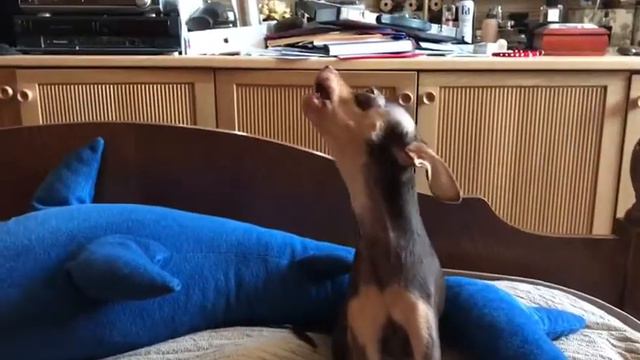 doggy and flute 🎼 смотреть онлайн