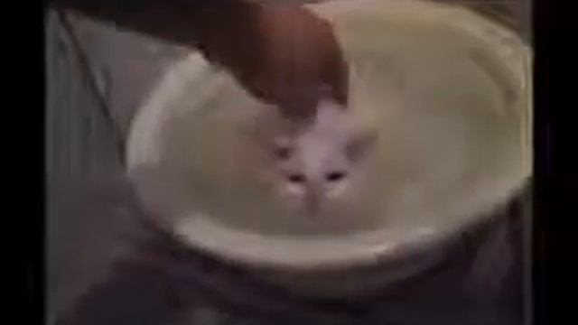 Кот принимает ванную смотреть онлайн