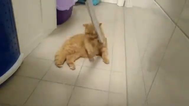 Кот и пылесос - лучшие друзья Часть 1 смотреть онлайн