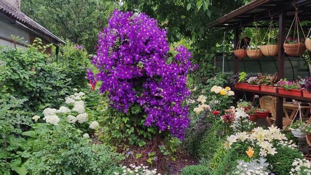 Обалденное цветение клематиса. Обзор сортов. Как получить обильное цветение. Мой уход. смотреть онлайн