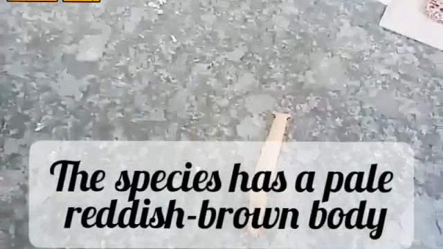 Eribid Moth-Castor semi-looper or Croton caterpillar смотреть онлайн