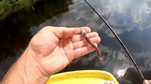 Твичинг для начинающих . Недорогой Спиннинг для твичинга!  Maximus Manic или Kaida Engage Twitch