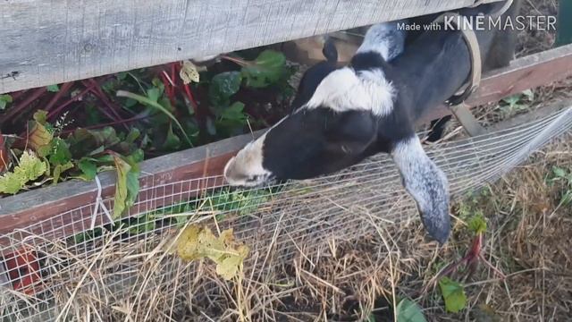 Бахнул мороз .Уборка огорода. Немножко живности смотреть онлайн