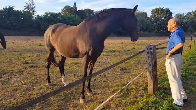 Очень контактная лошадь. смотреть онлайн