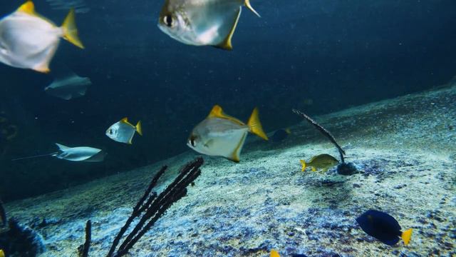 Aquarium 4K VIDEO (ULTRA HD) - Relaxing Music | Coral Reefs, Fish & Colorful Sea Life смотреть онлайн