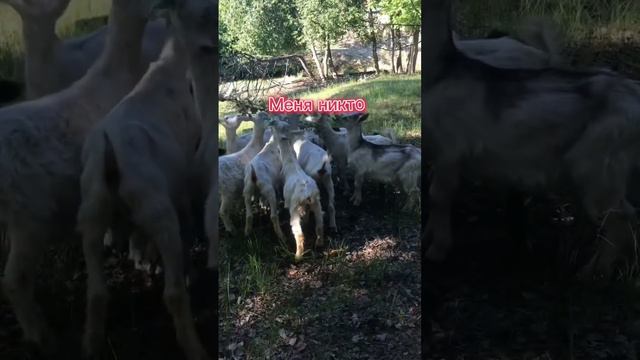 #рекомендации #рисунки #лерчег #лиса #музыка #роблокс #art #чудочай #cat #drawing #КОЗЫТОП#СЫЫЫЫЫ смотреть онлайн