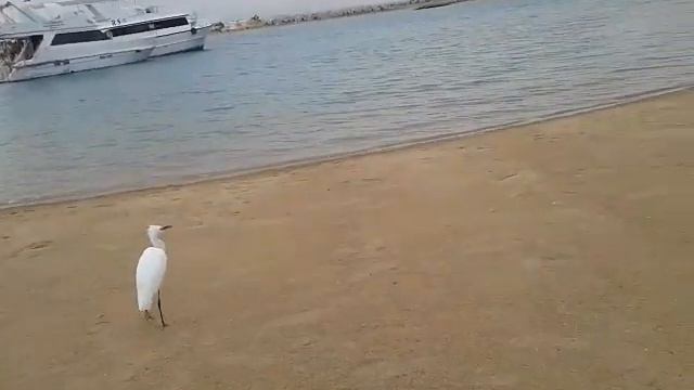20191017 Hurgada Coral Beach смотреть онлайн