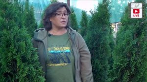 Экзотические сорта туи западной.