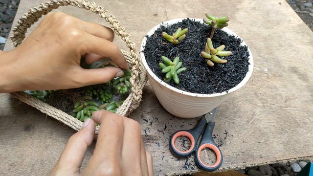#Gardening345 : Succulents Pink Jelly Bean Care - Propagation Cuttings & Cultivation смотреть онлайн