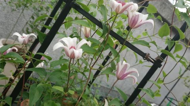 鐵線蓮．凱特王妃 Clematis 'Princess Kate' смотреть онлайн