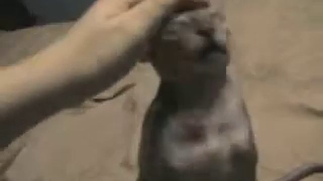 Донской сфинкс Кеслер, первый день в новом доме смотреть онлайн