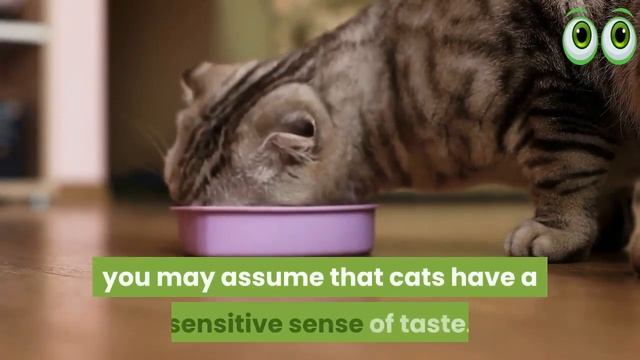 Understanding Your Cats 5 Senses - Hearing, Sense of Touch, Eye Sight, Taste & Smell смотреть онлайн