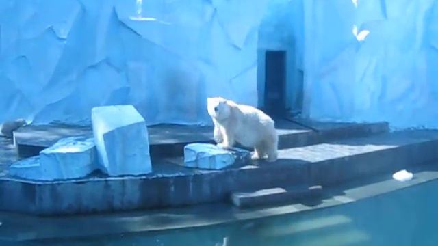 новосибирский зоопарк смотреть онлайн